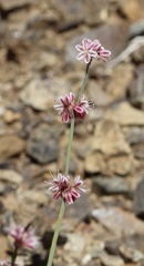 Eriogonum covilleanum