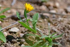 Calendula arvensis