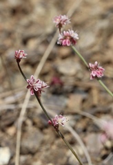 Eriogonum covilleanum