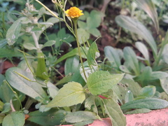 Acmella oppositifolia