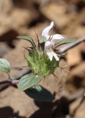 Acanthomintha lanceolata