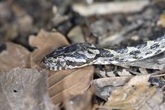 Boiga kraepelini