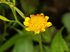 Acmella oppositifolia