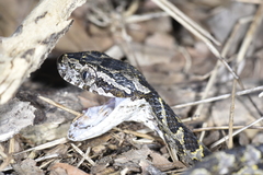 Boiga kraepelini