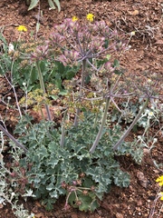 Lomatium repostum