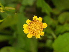 Acmella oppositifolia