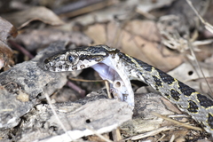 Boiga kraepelini
