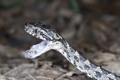 Boiga kraepelini