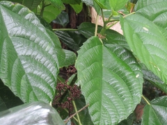 Urera baccifera