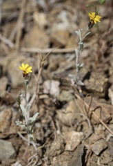 Lessingia tenuis