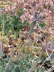 Lomatium repostum