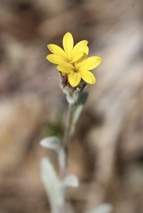 Lessingia tenuis