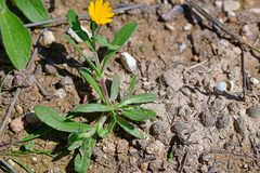 Calendula arvensis