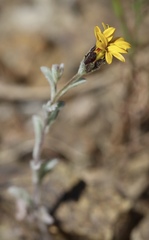 Lessingia tenuis