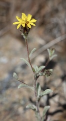 Lessingia tenuis