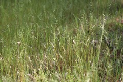 Festuca microstachys