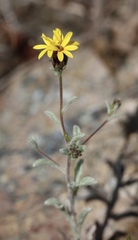 Lessingia tenuis