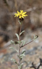 Lessingia tenuis
