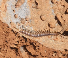 Scolopendra cingulata