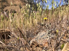 Lessingia tenuis