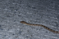 Boiga kraepelini