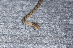 Boiga kraepelini