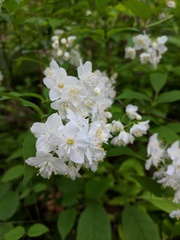 Deutzia gracilis