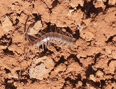 Scolopendra cingulata