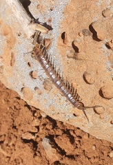 Scolopendra cingulata