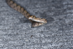 Boiga kraepelini