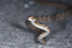 Boiga kraepelini