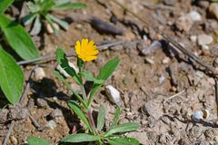 Calendula arvensis