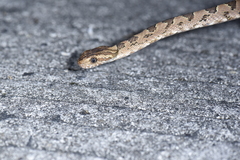 Boiga kraepelini