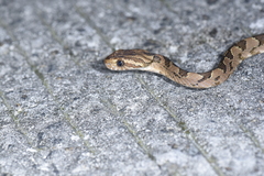 Boiga kraepelini