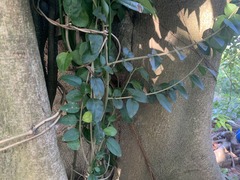Magnoliopsida