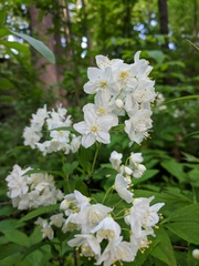 Deutzia gracilis
