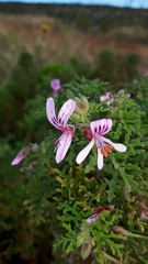 Pelargonium radens
