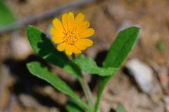 Calendula arvensis