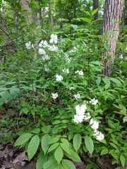 Deutzia gracilis
