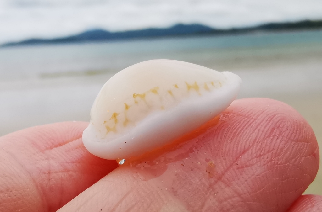 Sieve cowrie