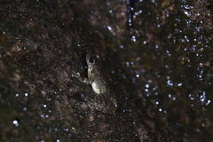 Amolops wuyiensis
