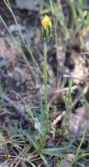 Microseris sylvatica