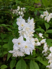 Deutzia gracilis