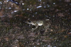 Amolops wuyiensis