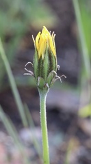 Microseris sylvatica