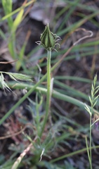 Microseris sylvatica