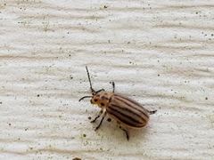 Ophraella sexvittata