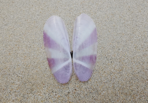 Sunset Siliqua — seen at this dive site