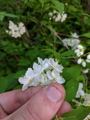 Deutzia gracilis