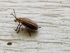 Ophraella sexvittata